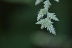 Aerva sanguinolenta